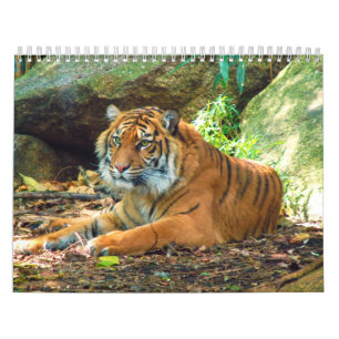 Os tigres fotografam o calendário de 12 meses