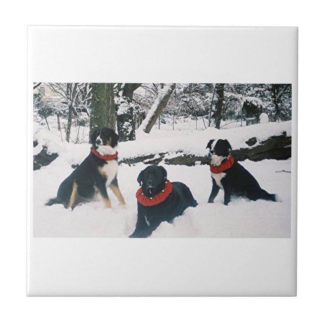 Os Três Mosqueteiros! (Frente)