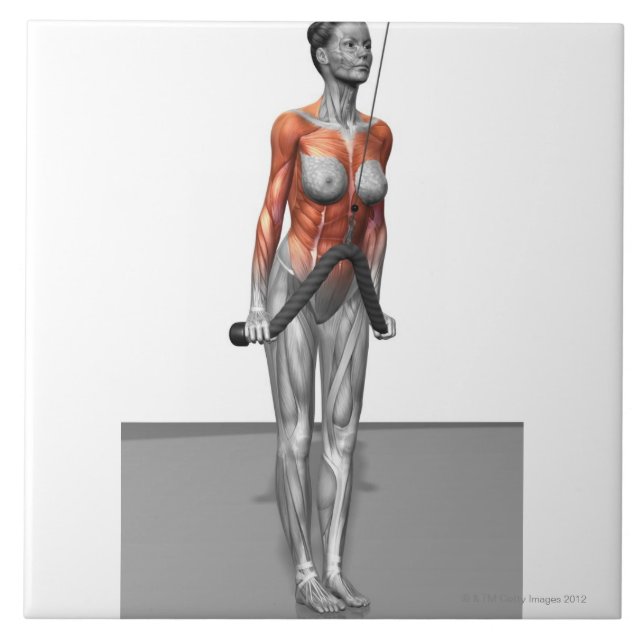 Os Triceps empurram penas (Frente)