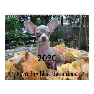 Oscar 2019 o calendário azul da chihuahua