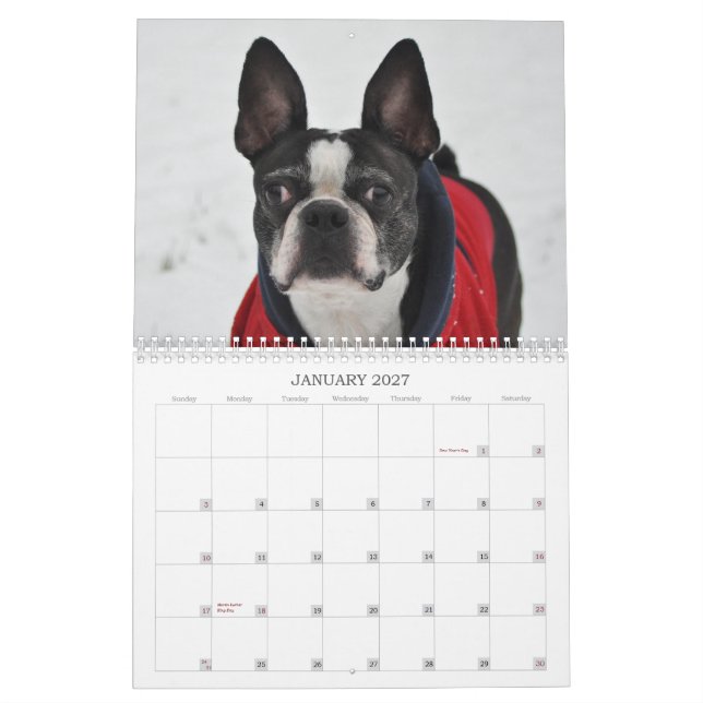 Oscar o calendário de Boston Terrier 2013 (Jan 2027)