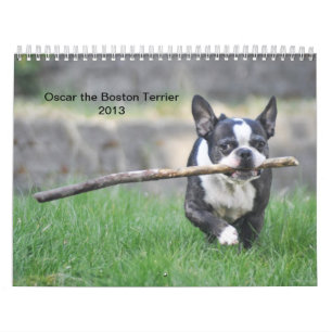 Oscar o calendário de Boston Terrier 2013