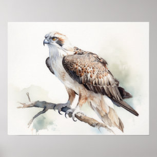 Osprey Bird Art Impressão