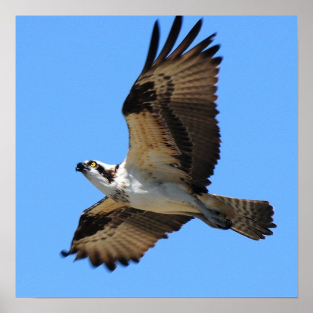 Osprey Bird Poster (Frente)