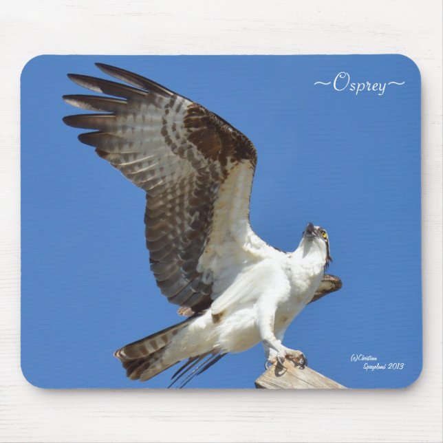 Osprey esticando asas Mousepad (Frente)