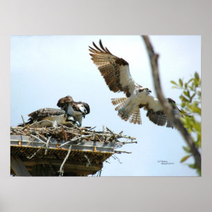 Osprey Family Poster