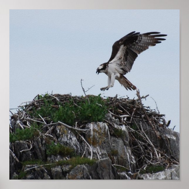 Osprey Landing Poster (Frente)