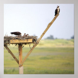 Osprey Nest Poster
