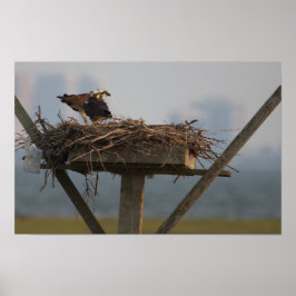 Osprey no Nest Photo Poster