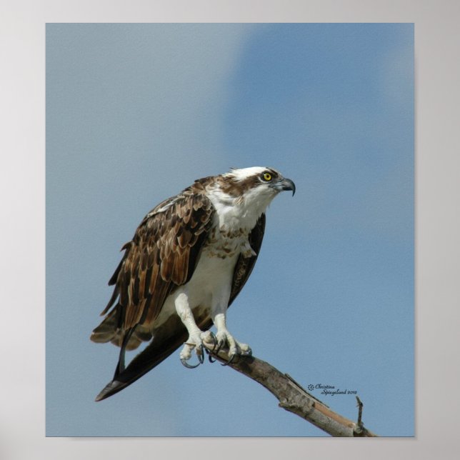 Osprey Poster hawk (Frente)