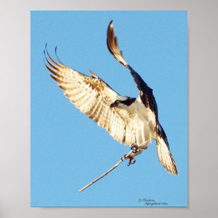 Osprey segurando uma Poster de palito