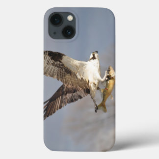 Osprey Voador e Peixe 5 Fotografia da vida selvage