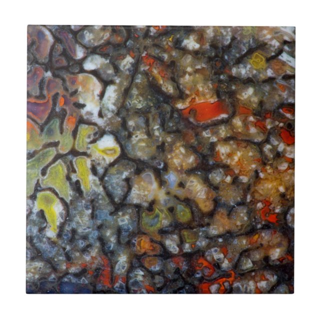 Osso do Dinossauro Colorido (Frente)