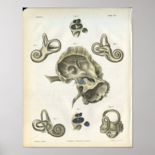 Ossos do Impressão da Anatomia do Ouvido