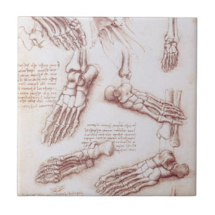Ossos do Pé da Anatomia Humana de Leonardo da Vinc