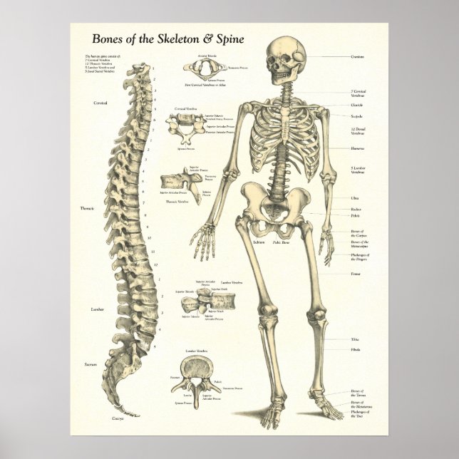 Ossos do Poster de Skeleton & Spine Anatomy (Frente)