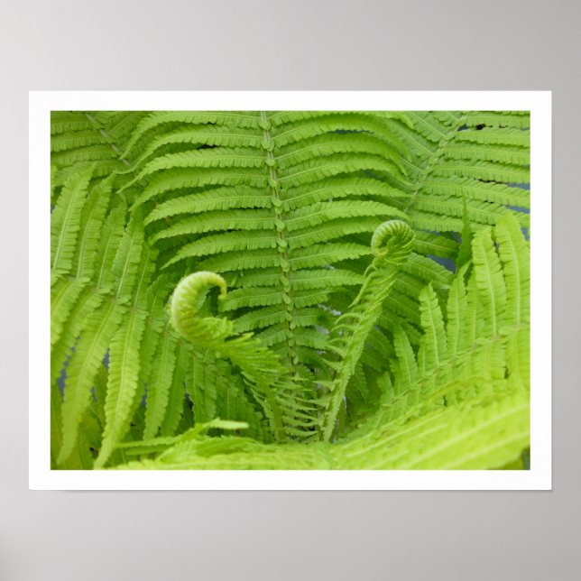 Ostrich Ferns com Poster de Fiddlehead (Frente)