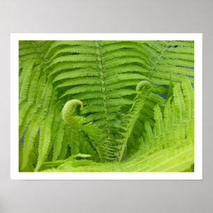 Ostrich Ferns com Poster de Fiddleheads