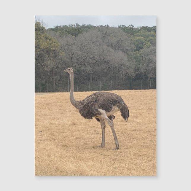 Ostrich Magnet (Frente)
