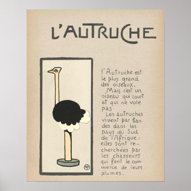Ostrich Poster (Frente)