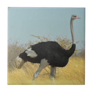 Ostrige para uma corrida