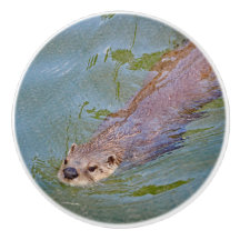 Otter Natação Wildlife Foto