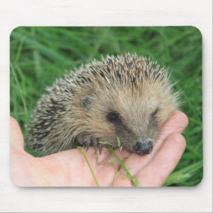 Ouriço Mousepad
