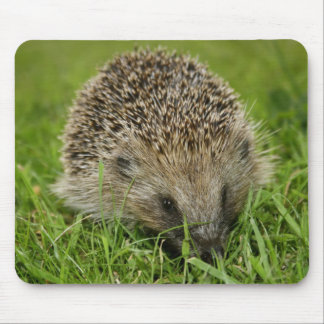 Ouriço Mousepad