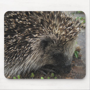 Ouriço Mousepad