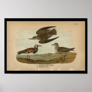 Ouro Americano Bird Impressão 1890