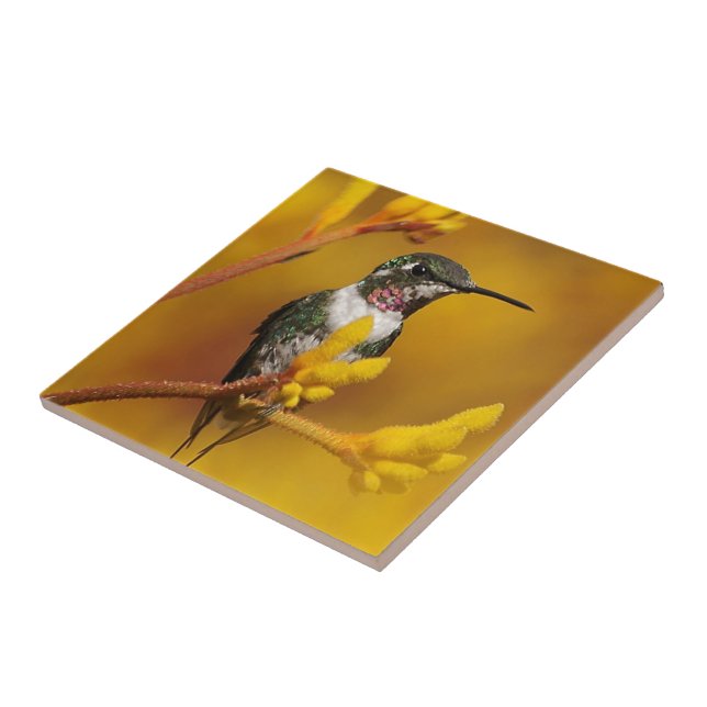 Ouro brilhante (Lateral)