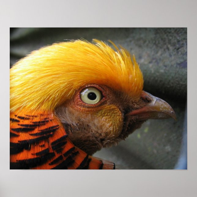Ouro de faisão Poster (Frente)