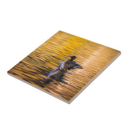 Ouro de um lago ouro