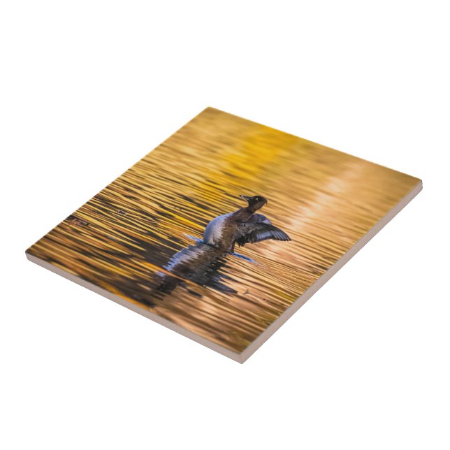 Ouro de um lago ouro (Lateral)