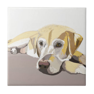Ouro Labrador