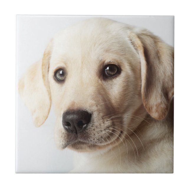 Ouro Labrador Puppy (Frente)