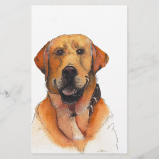 Ouro Labrador Retriever