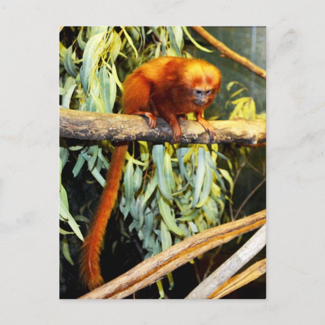 Ouro Lion Tamarin Whats, Cartão Postal (Frente)