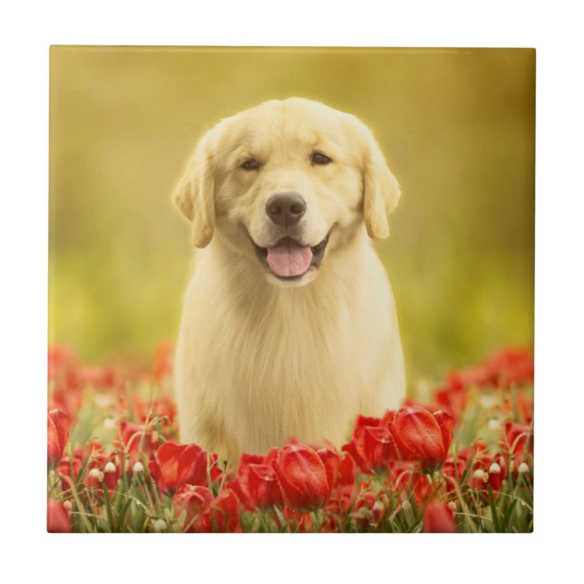 Ouro para sempre nas flores vermelhas (Frente)