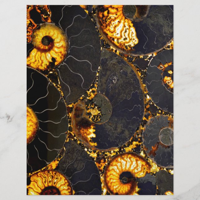 Ouro preto Elegante casca Nautilus (Frente)