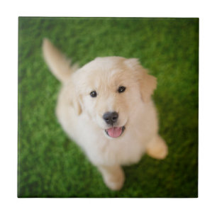 Ouro - Retirador de Puppy com Grass