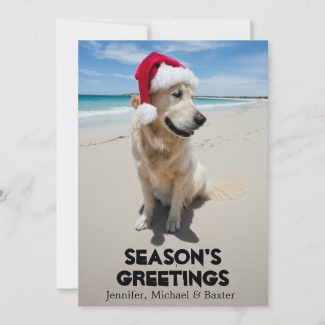 Ouro Retriever na praia pristine (Frente)