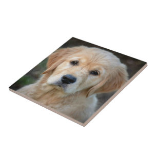 Ouro Retriever Puppy