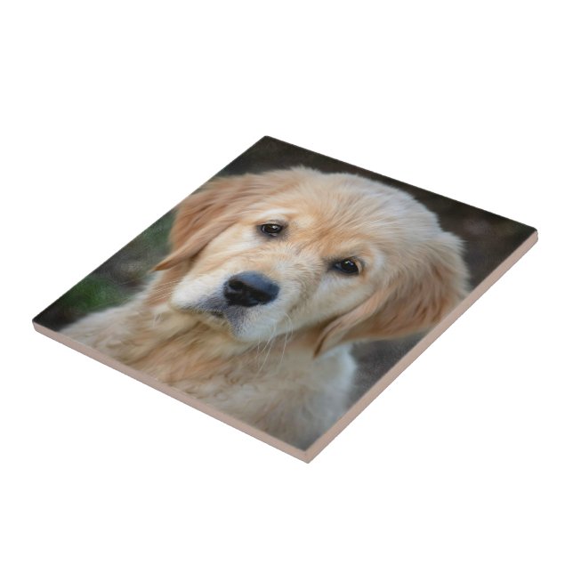 Ouro Retriever Puppy (Lateral)