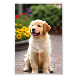 Ouro Retriever Puppy Satin Foto Alargamento