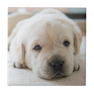 Ouro Sonolento Labrador