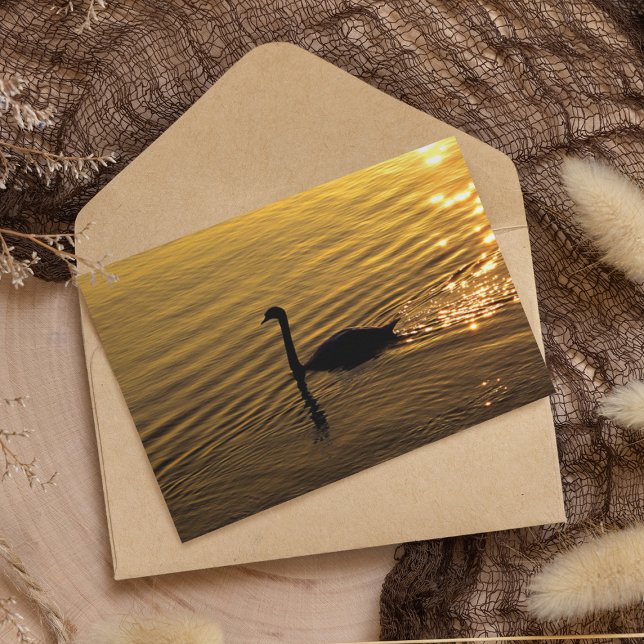 Ouro Swan Paper (Criador carregado)