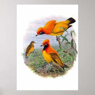 Ouro Vintage Pássaro de Paradise_GC - Poster
