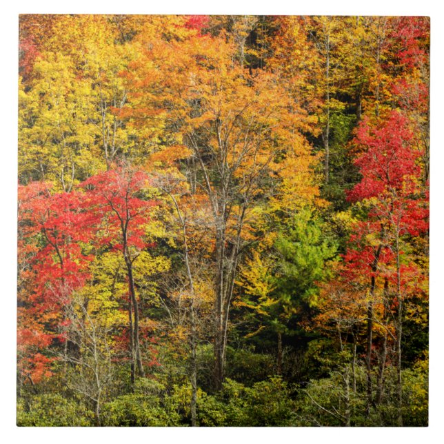 Outono em Sims Pond North Carolina, Blue Ridge (Frente)