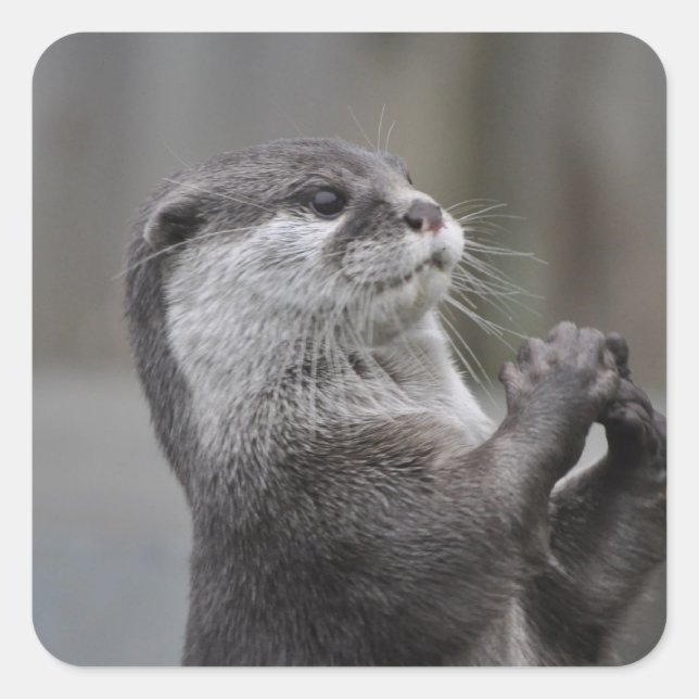 Outros adesivos Masterhead (Frente)